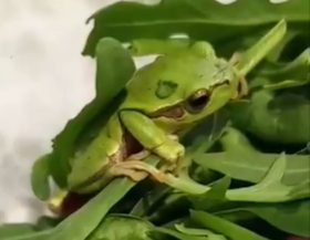 В упаковке с листьями салата нашли лягушку