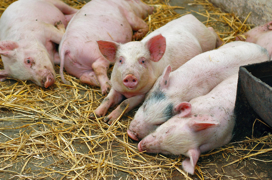В Партизанском районе Приморья зафиксировали вспышку африканской чумы свиней