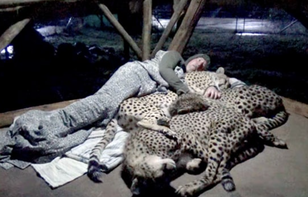 Три леопарда мирно спят рядом с индийским священником