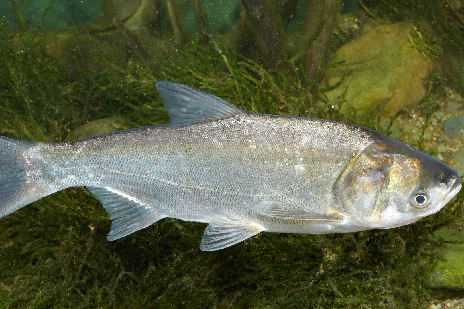Гигантскую рыбу выбросило на берег Камы