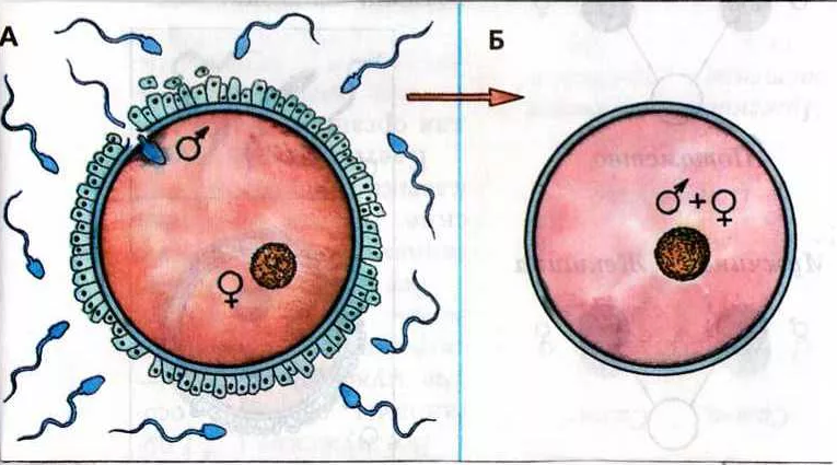 схема оплодотворения яйцеклетки и образования клетки зиготы