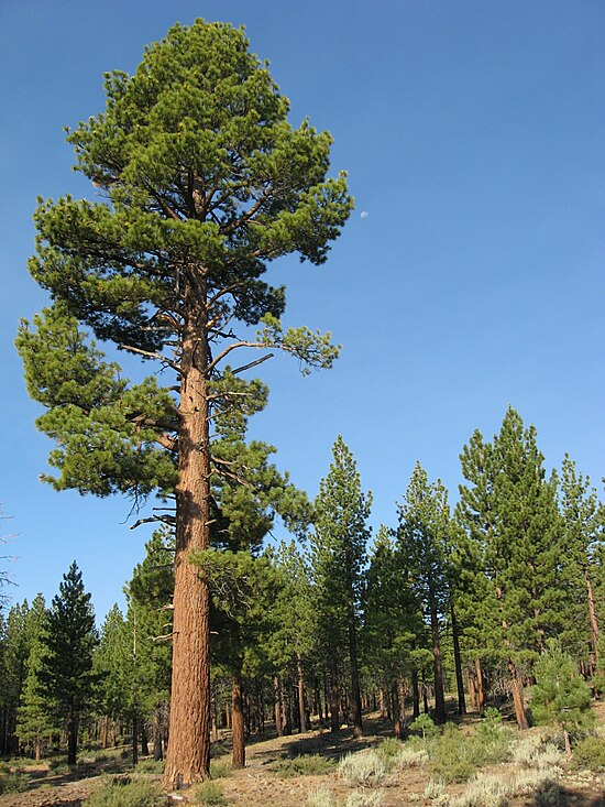 Mature Jeffrey Pine